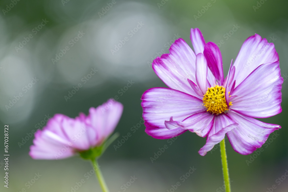 Fototapeta premium Cosmea