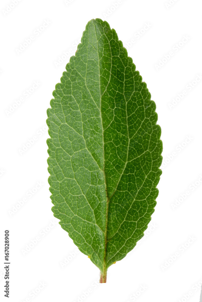 green leaf plum isolated on white background green leaf plum isolated on white background