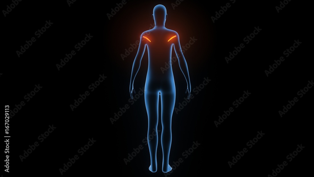 3d illustration of human body muscle anatomy(Medical muscle ) 3d illustration of human body muscle anatomy(Medical muscle )