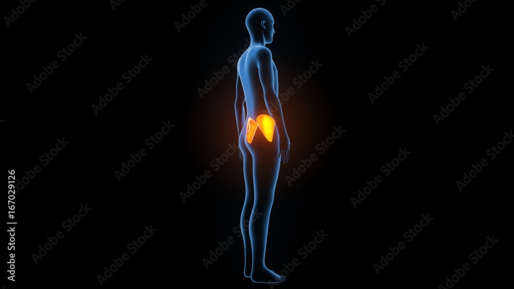 3d illustration of human body muscle anatomy(Medical muscle ) 3d illustration of human body muscle anatomy(Medical muscle )