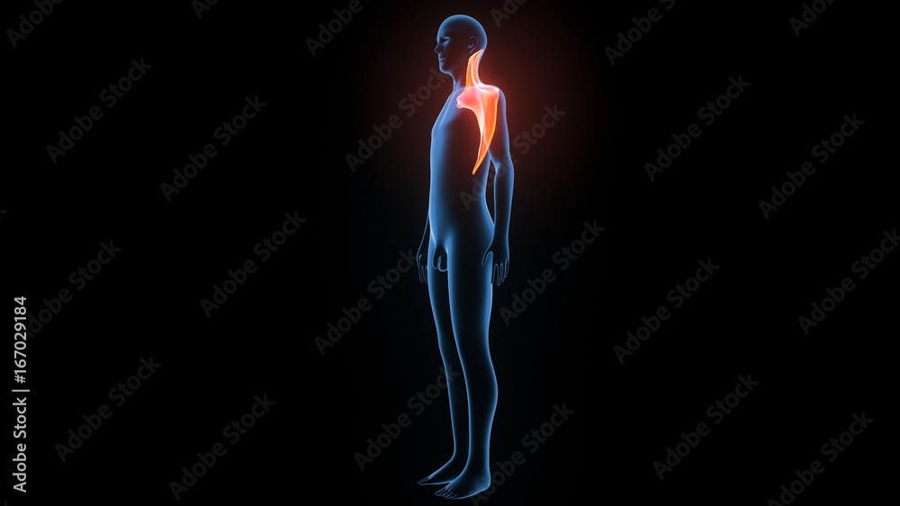 3d illustration of human body muscle anatomy(Medical muscle ) 3d illustration of human body muscle anatomy(Medical muscle )