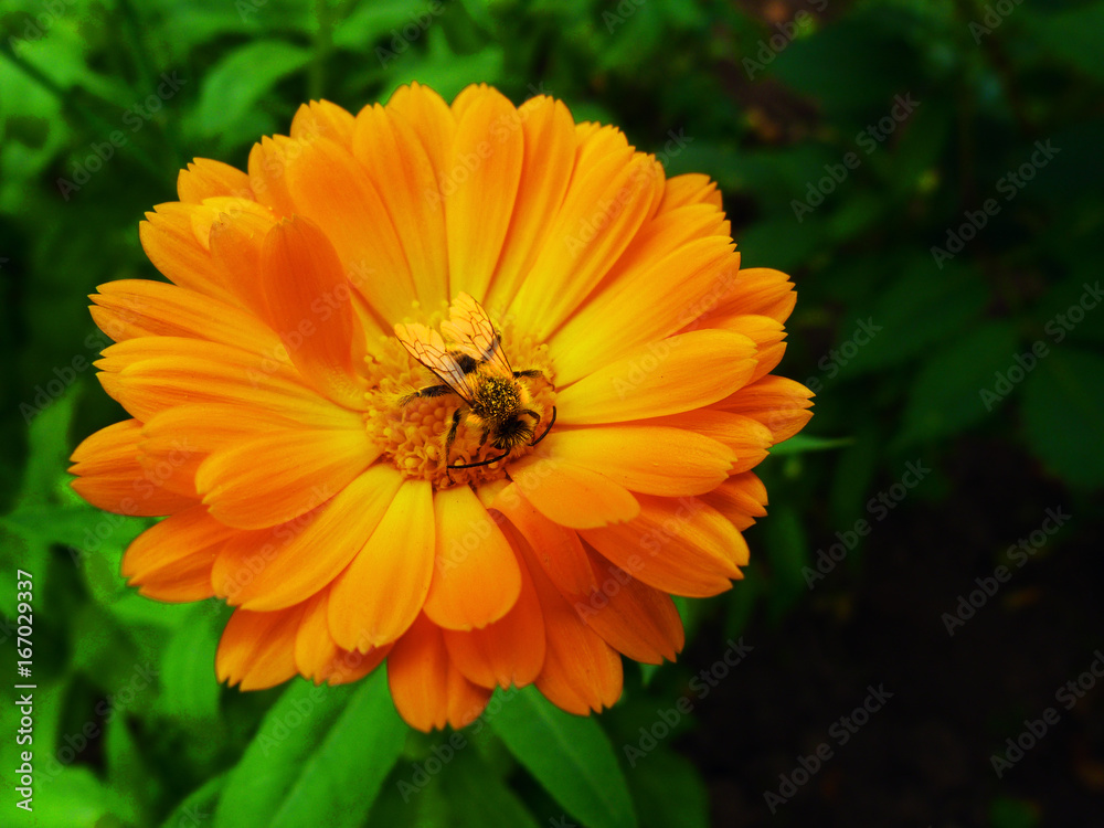 Calendula blooms in the garden Calendula blooms in the garden