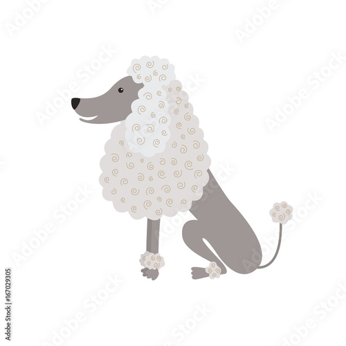 Happy poodle dog sitting