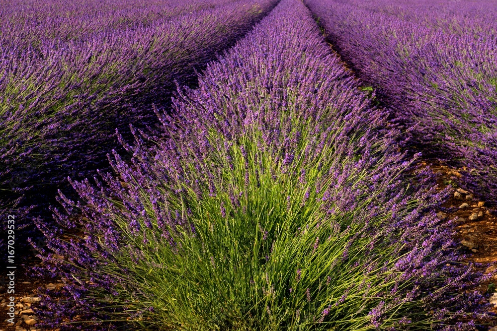 Blühender Lavendel in der Provence bei Valensole