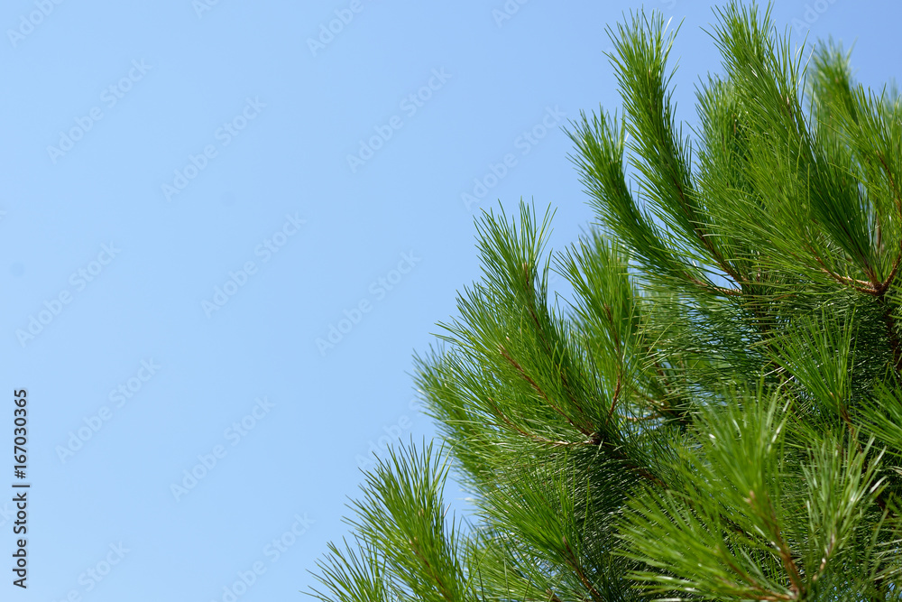 Green branches of pine tree on sky background Green branches of pine tree on sky background