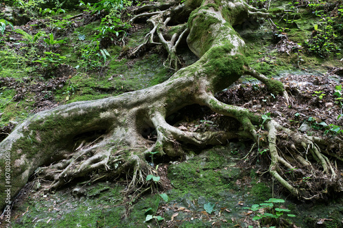 Roots of old tree covered with green moss