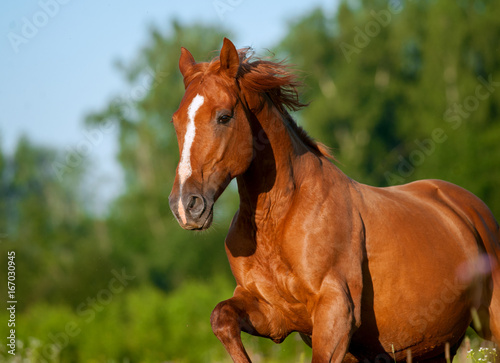 red chestnut horse portrait galloping in summer morning field