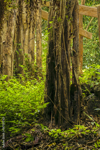 Trees and Plants Background