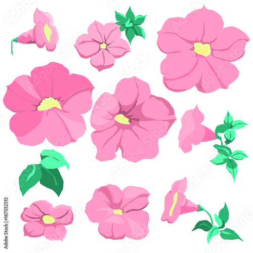 Pink petunia design set. 10 blossom is vector for object.