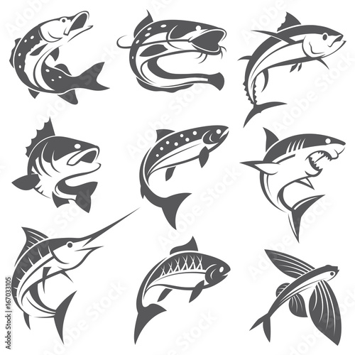 collection of different fish types