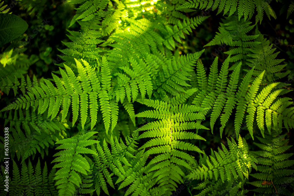 Green fern leaf texture. Leaf texture background Green fern leaf texture. Leaf texture background