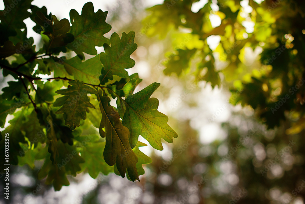 Texture of leaves of green oak. Background of leaves Texture of leaves of green oak. Background of leaves