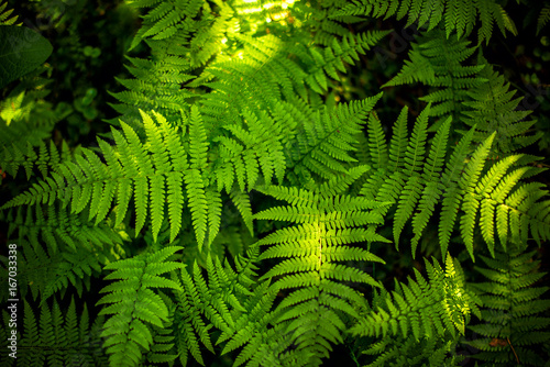 Green fern leaf texture. Leaf texture background photo