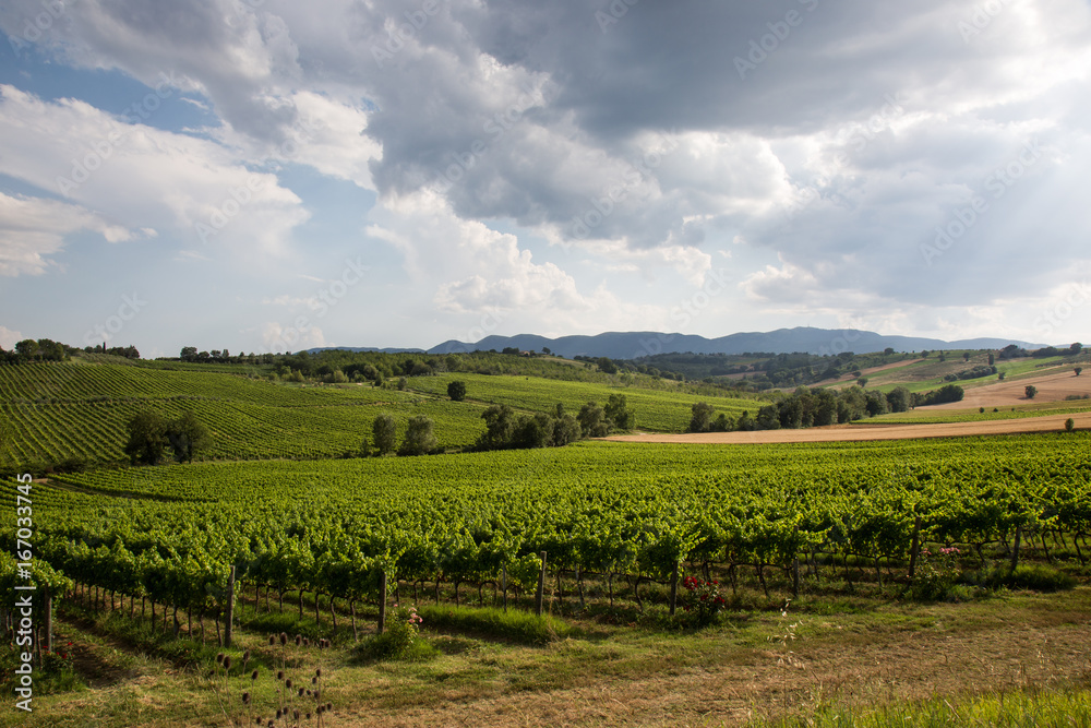 Some vineyard in summer, with green leaves, under a blue sky and white clouds