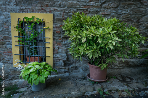 Lerma, Piedmont, Italy - Outside corner with ornamental plants 