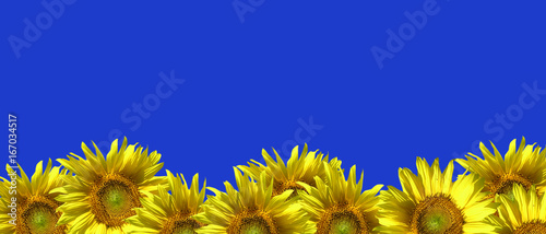 Sunflowers on a blue background.