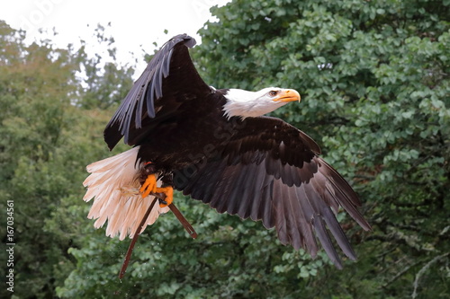 Aigle Chauve en vol