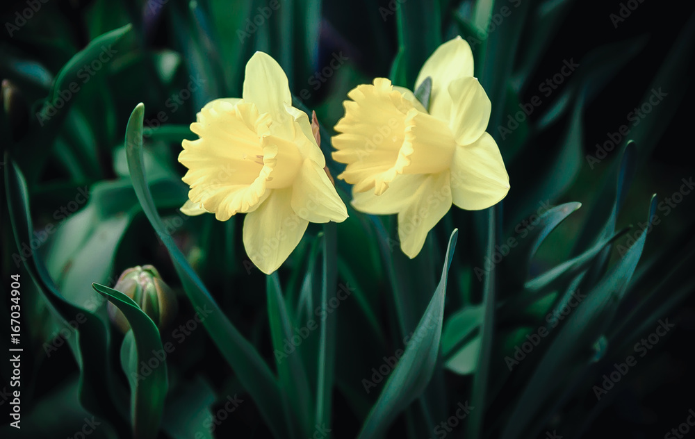 Fototapeta premium Family of beautiful yellow narcissists in greenery