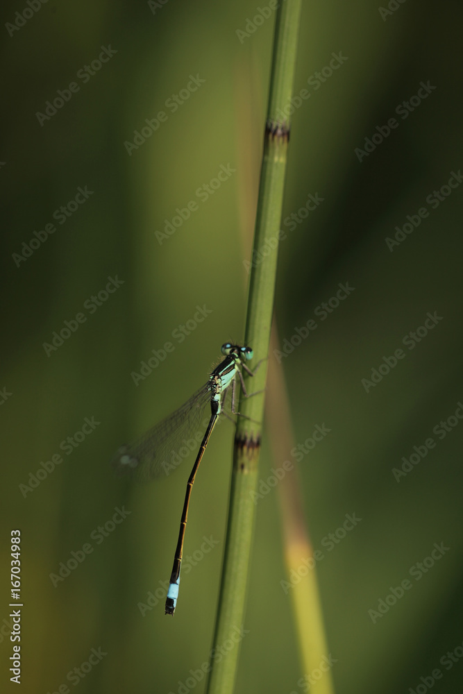 damselfly on a green background damselfly on a green background