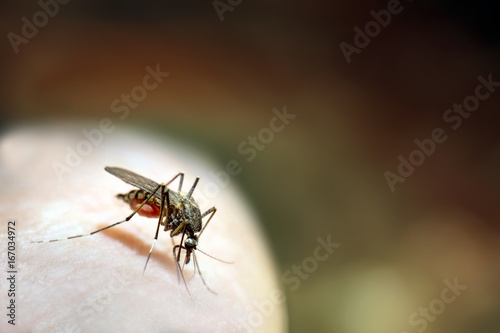 Mosquito drinks blood The mosquito sits on the surface of the human body and feeds by stabbing the proboscis.Green forest background