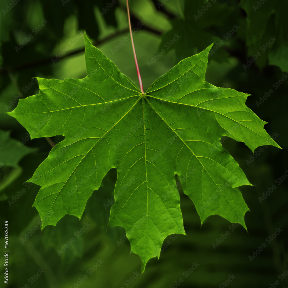 maple leaves in back light maple leaves in back light