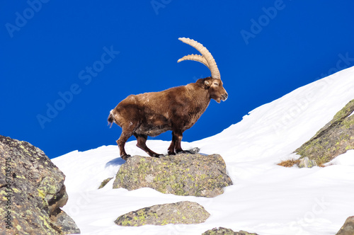 Steinbock in the snow in Grand Paradiso Park, Italy photo