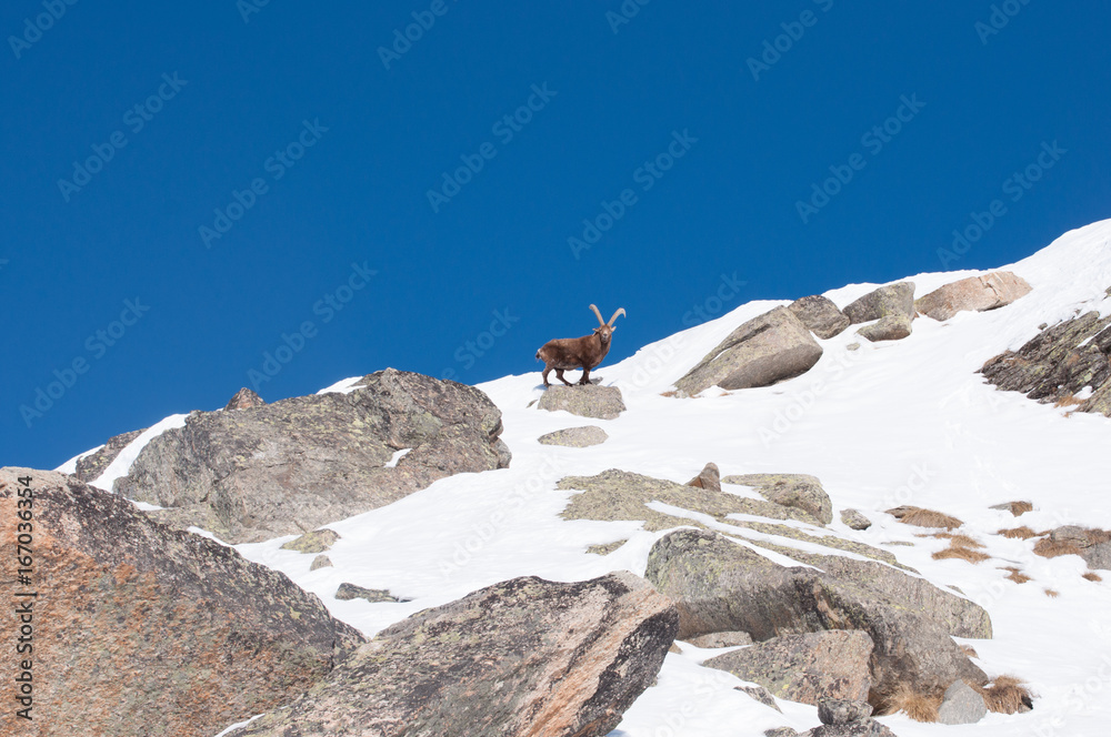 Steinbock in the snow in Grand Paradiso Park, Italy