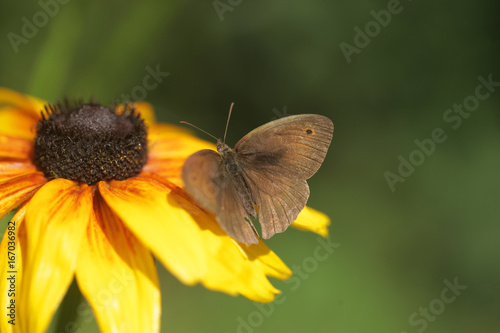 lato - motyl na słoneczniku