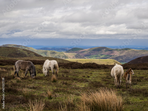 View across the Shropshire hills from the Long Mynd on a spring day, with wild horses in the foreground, Church Stretton, Shropshire, UK.