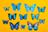 Blue butterfly on orange background