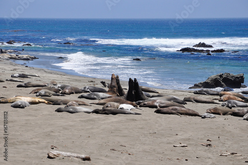 big sur beach
