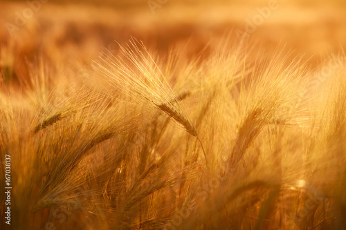Yellow field stalks of grains mature wheat in light of setting sun