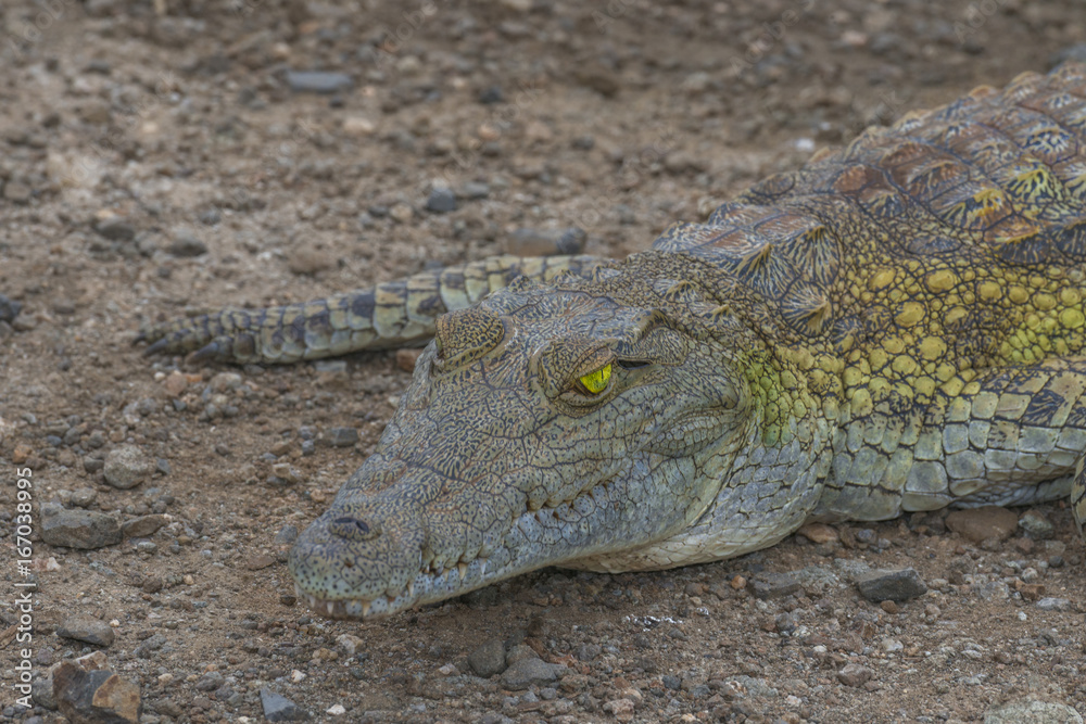 Obraz premium Nile crocodile the silent killer 