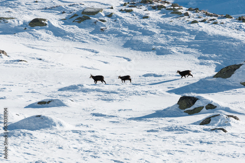 Line up of chamois in Gran Paradiso Park, Italy 