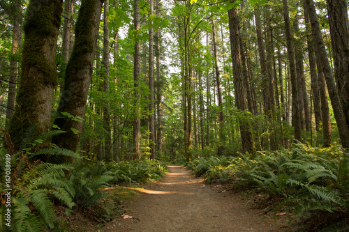 Forest path