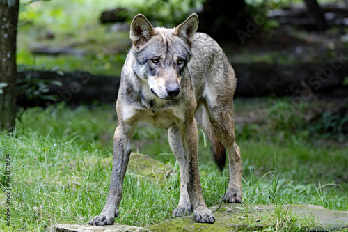 Eurasischer Wolf  © F. Peter