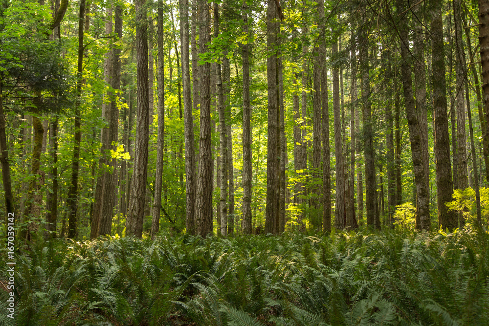 Fototapeta premium Ferns in the forest