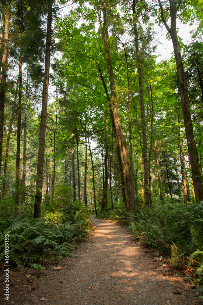 Obraz premium Path through trees