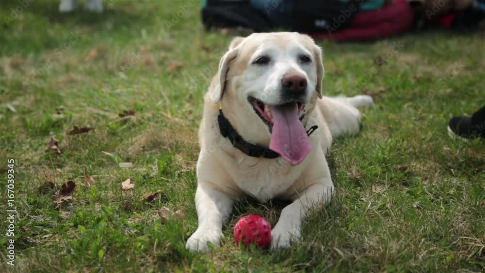 Dog running towards camera. Labrador breed dog running to camera HD Dog running towards camera. Labrador breed dog running to camera HD