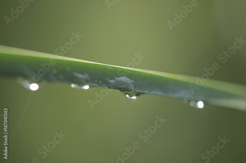 water drops with rays of light on a green cane