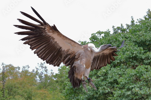 Vautour Fauve : atterrissage