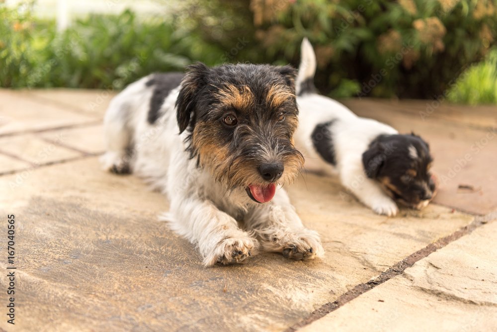 Jack Russell Terrier with puppy 