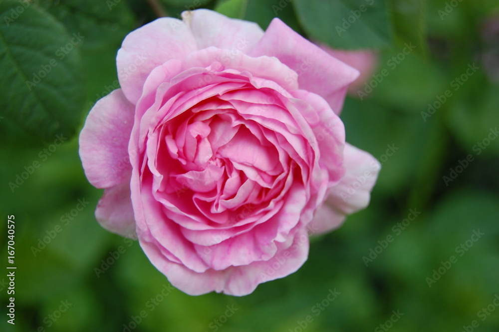 rose rose