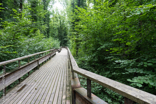 mystic wood path in forest