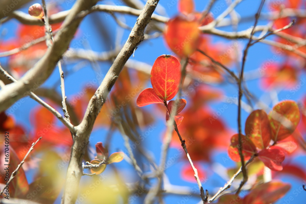 Twigs and colorful leafs on the blue sky Twigs and colorful leafs on the blue sky
