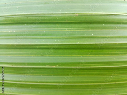 textura hoja de coco