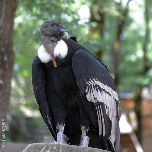 Condor aux aguets