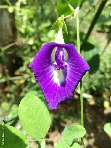Flor Morada y blanca