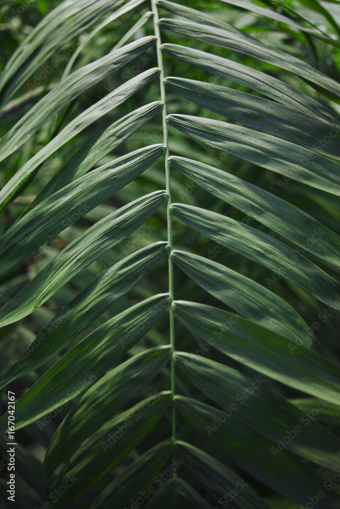 The palm leaf is green, with horizontal parallel leaves, close-up The palm leaf is green, with horizontal parallel leaves, close-up