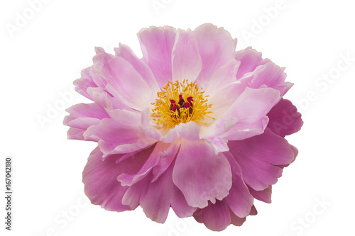 Pink-white peony flower with yellow stamens and a red heart, on white isolated background